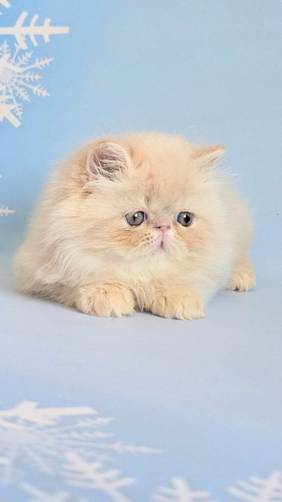 Photo 2026 02 19 18 38 50