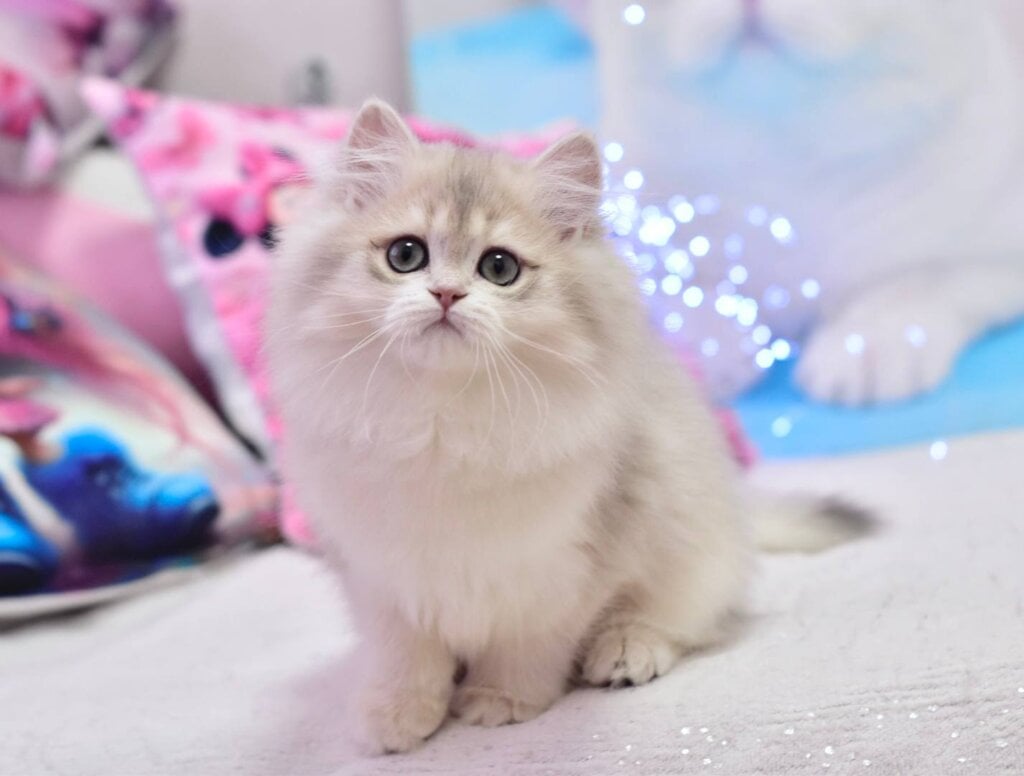 Photo 2026 02 28 10 27 18