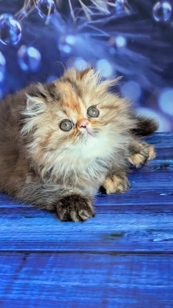 Photo 2026 02 28 17 43 14 4