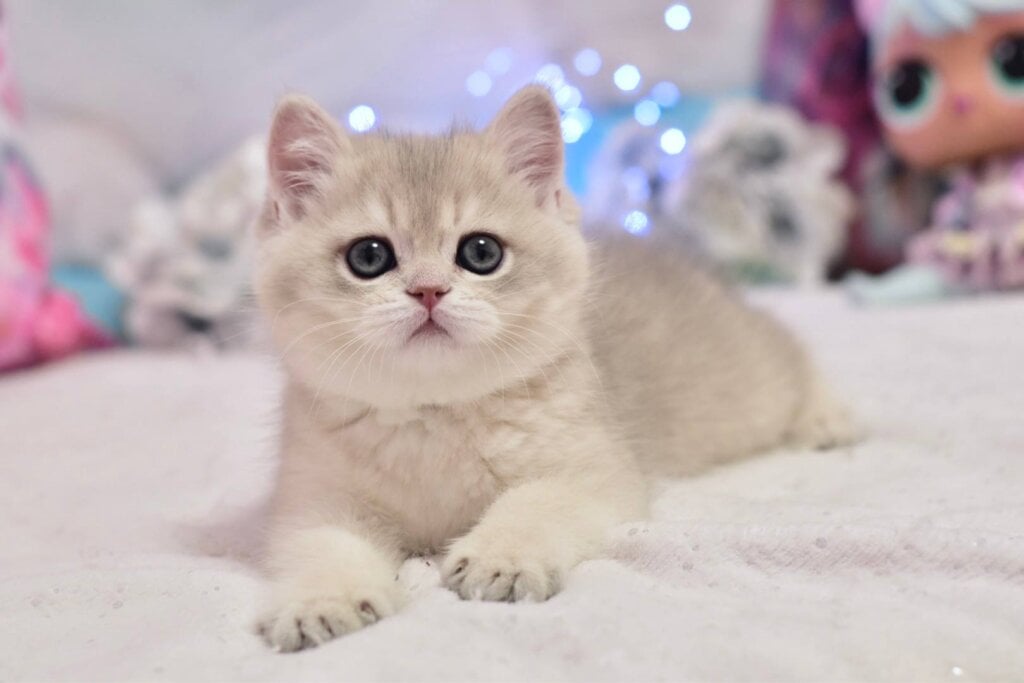 Photo 2026 03 01 13 11 46