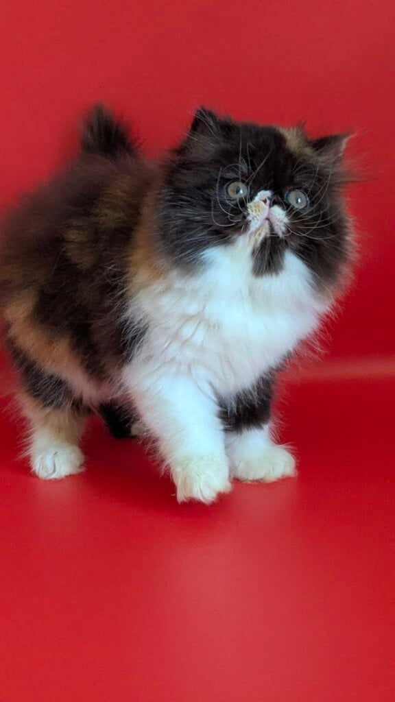 Photo 2026 03 02 15 23 24