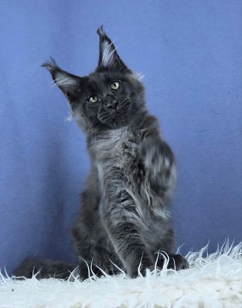 Photo 2026 03 02 18 36 49 2