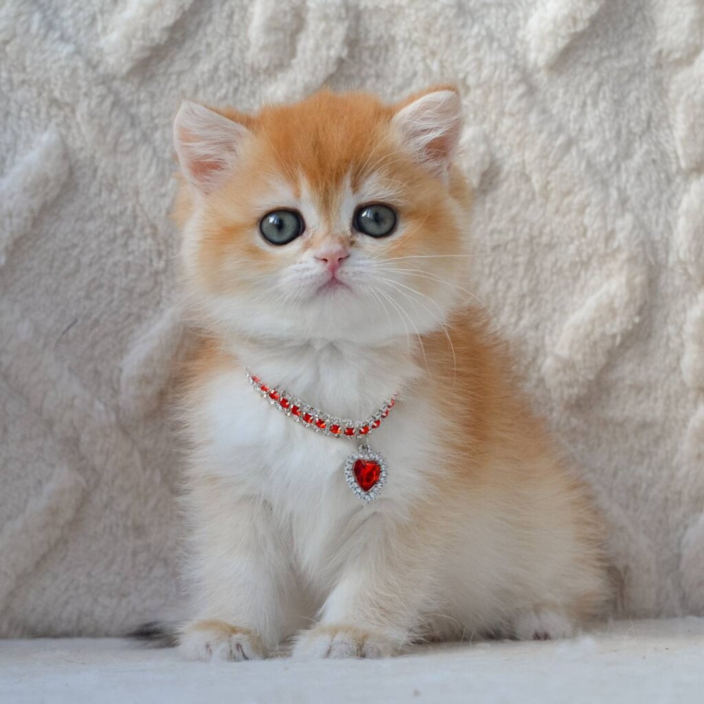 Photo 2026 03 06 14 11 44