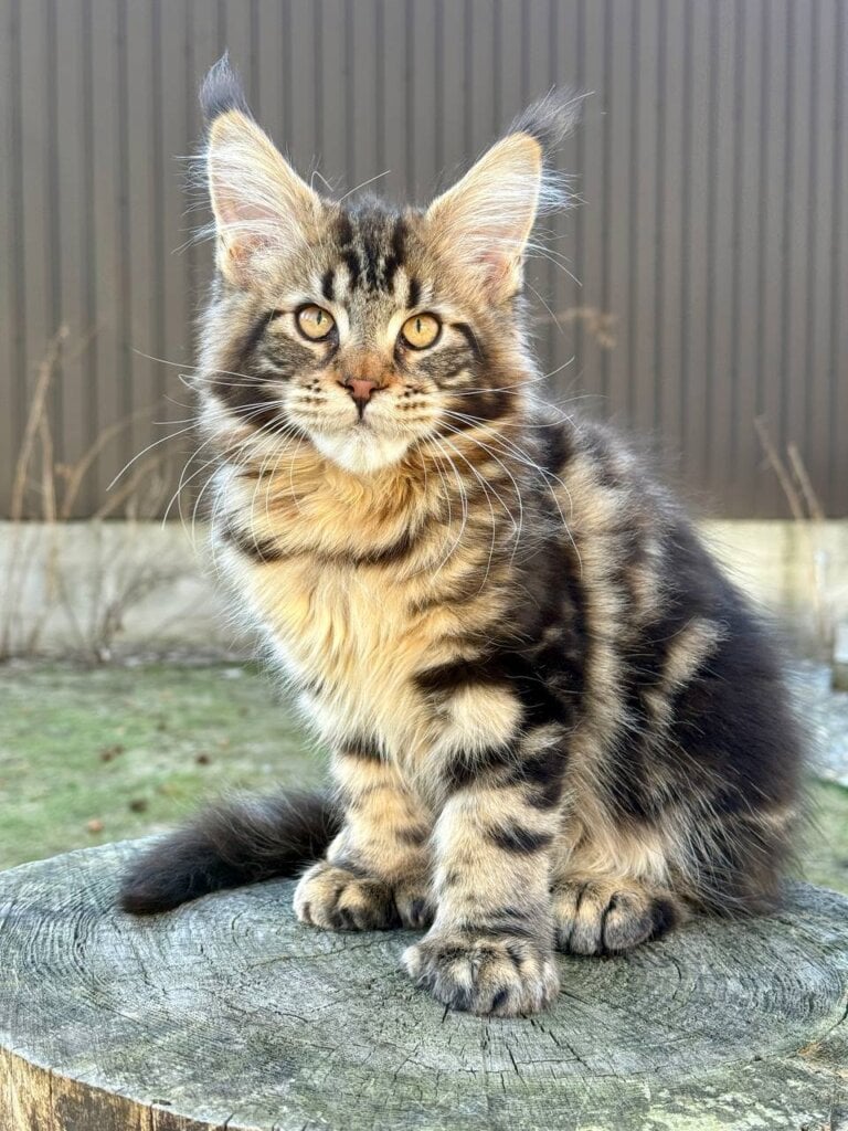 Photo 2026 03 10 21 22 38