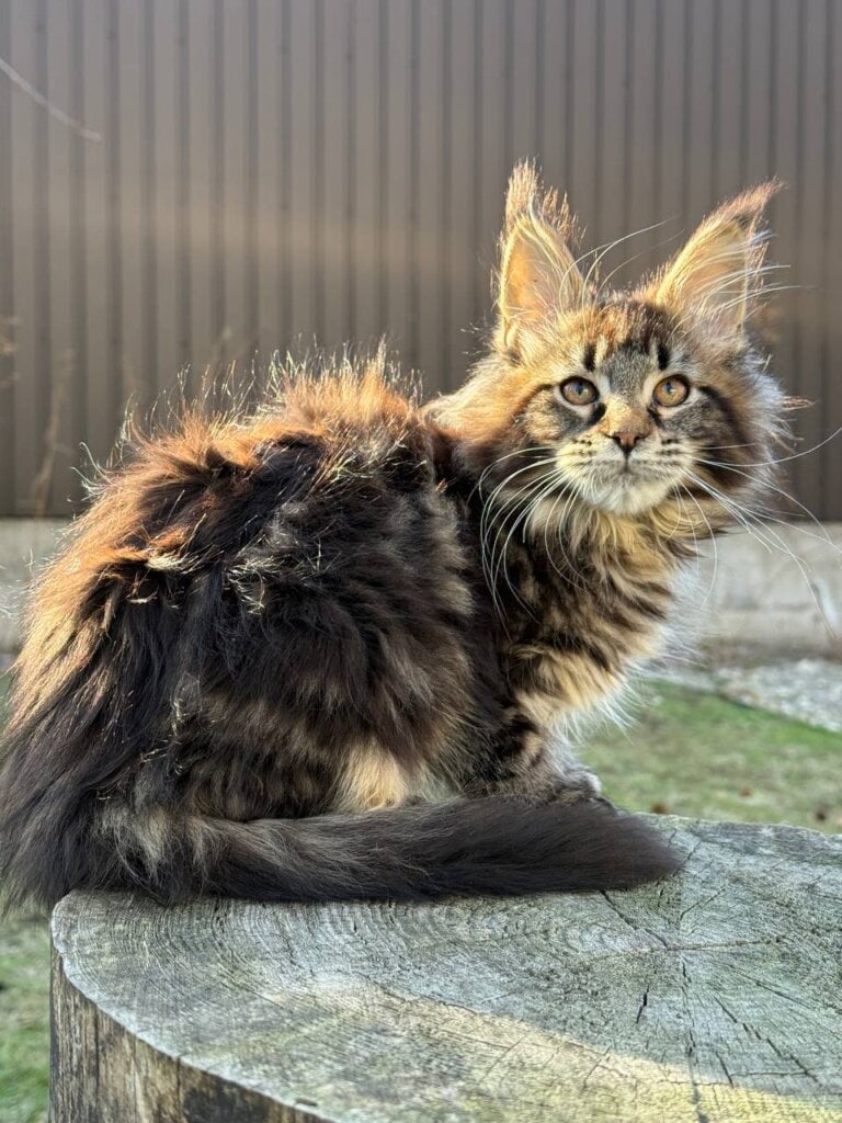 Photo 2026 03 10 21 24 03