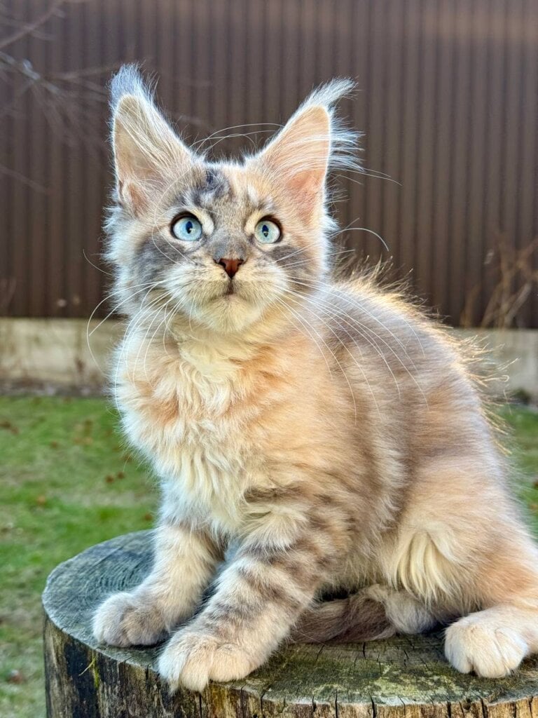 Photo 2026 03 10 21 27 17