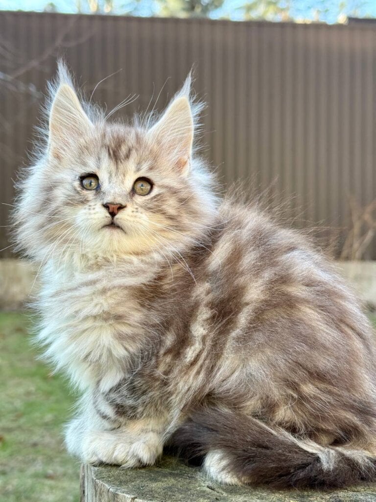 Photo 2026 03 10 21 30 25