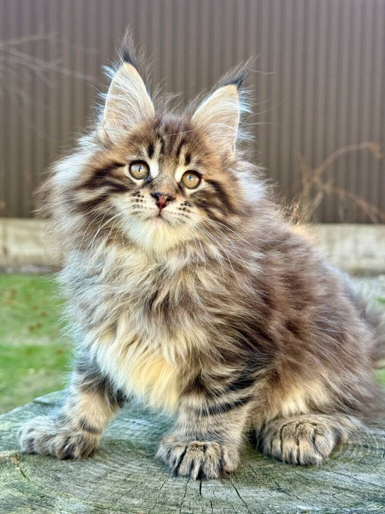 Photo 2026 03 10 21 32 36 2