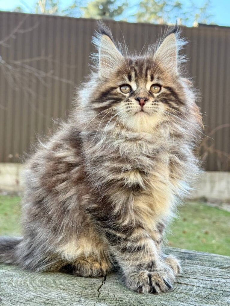 Photo 2026 03 10 21 32 37 2