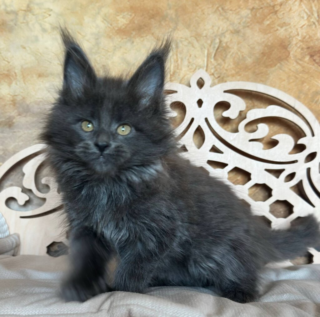 Photo 2026 03 17 20 14 45