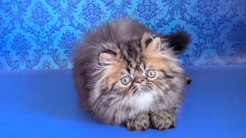 Photo 2026 03 18 10 05 35