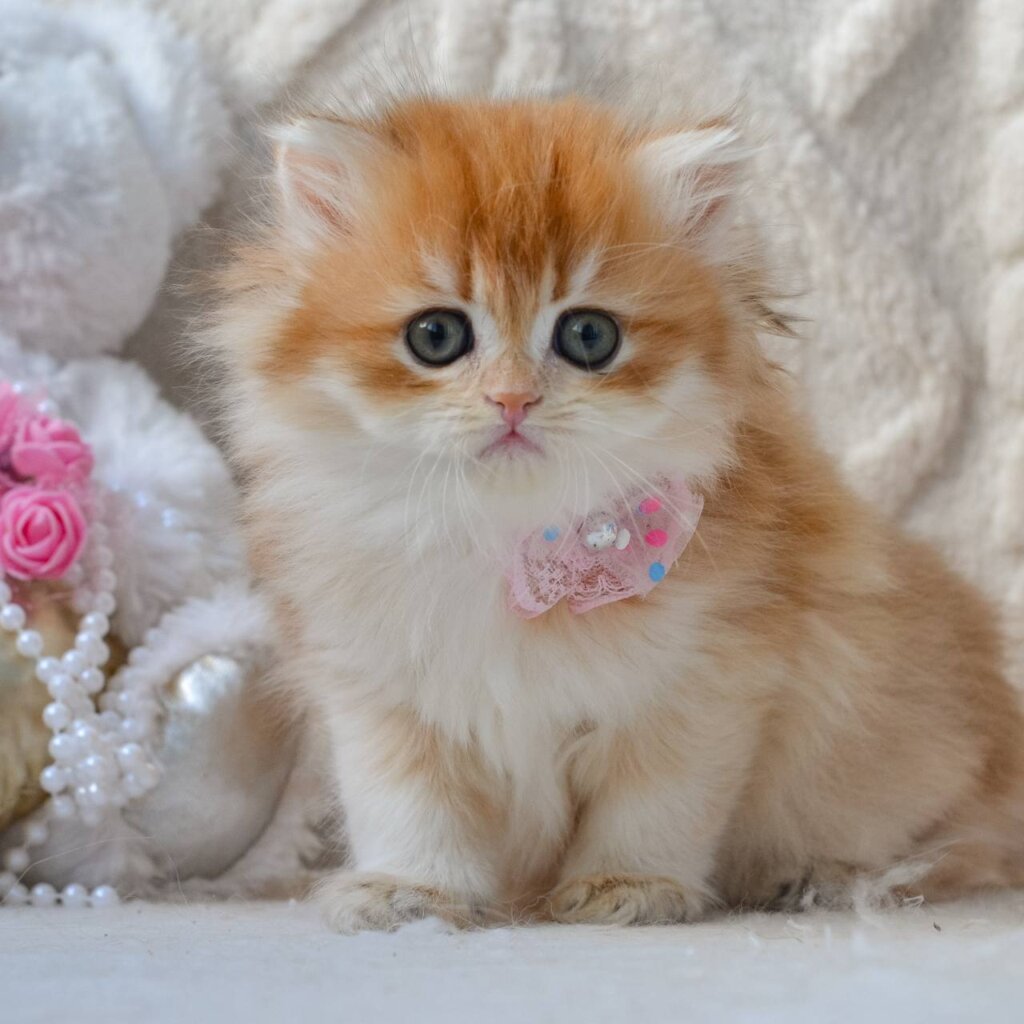 Photo 2026 03 23 22 58 44 2