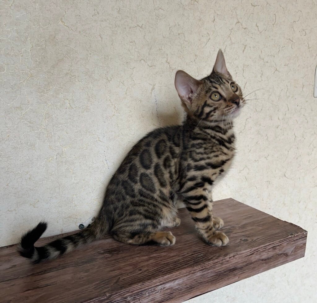 Photo 2026 03 25 17 30 47 3