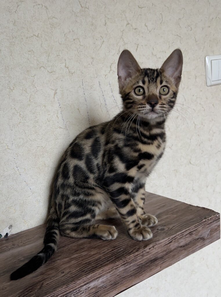 Photo 2026 03 25 17 35 44 2