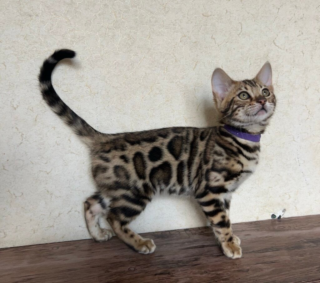 Photo 2026 03 25 17 43 46 4