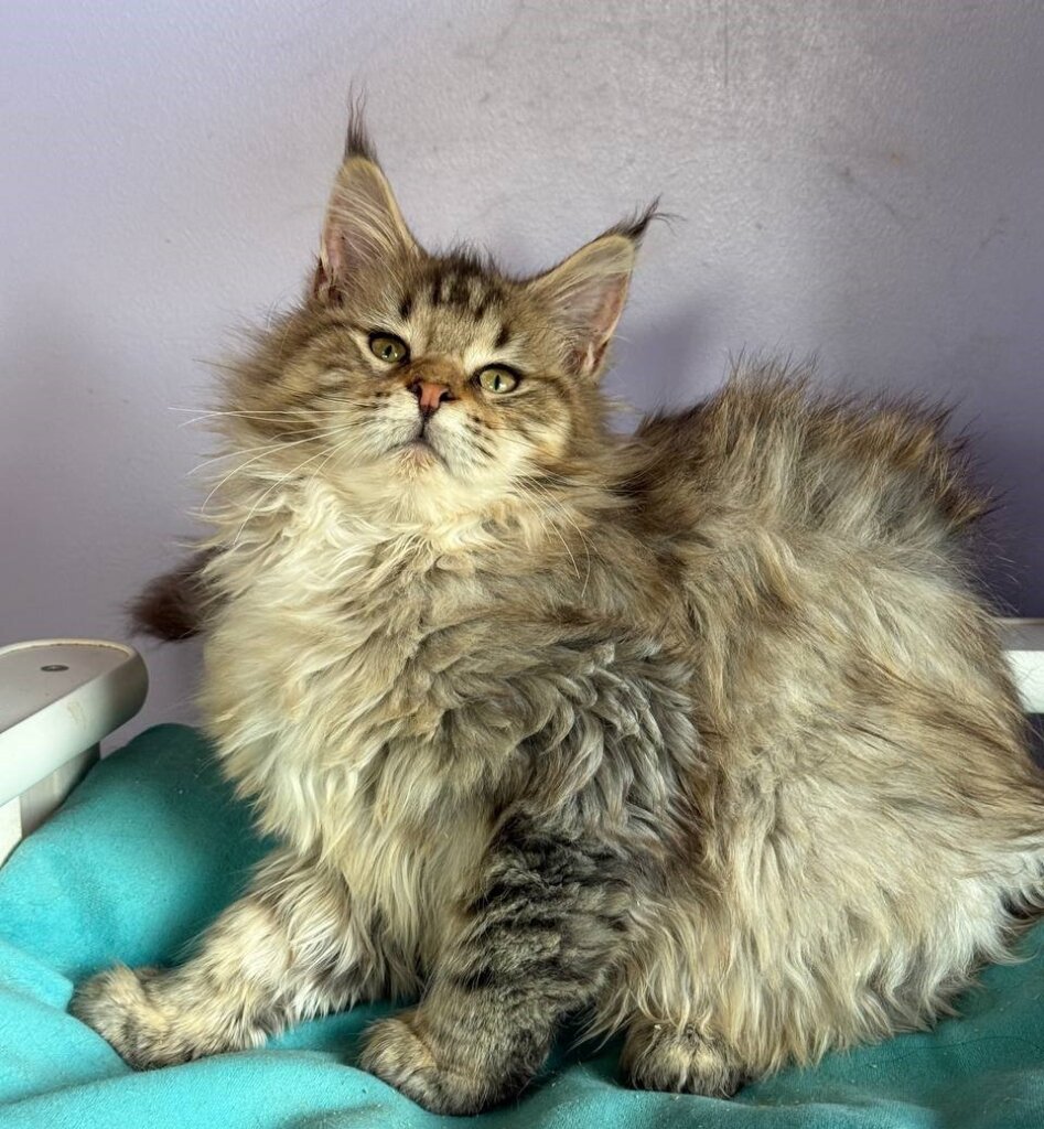 Photo 2026 03 27 21 173 23