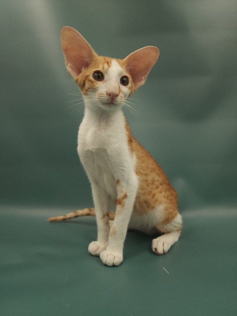 Photo 2026 03 28 00 04 07 2