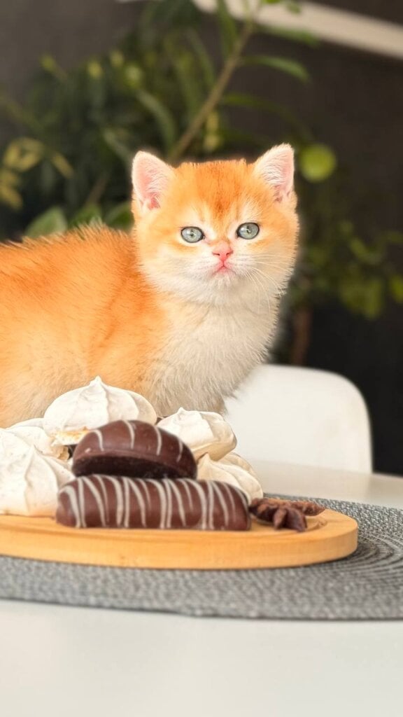 Photo 2026 03 28 20 31 19