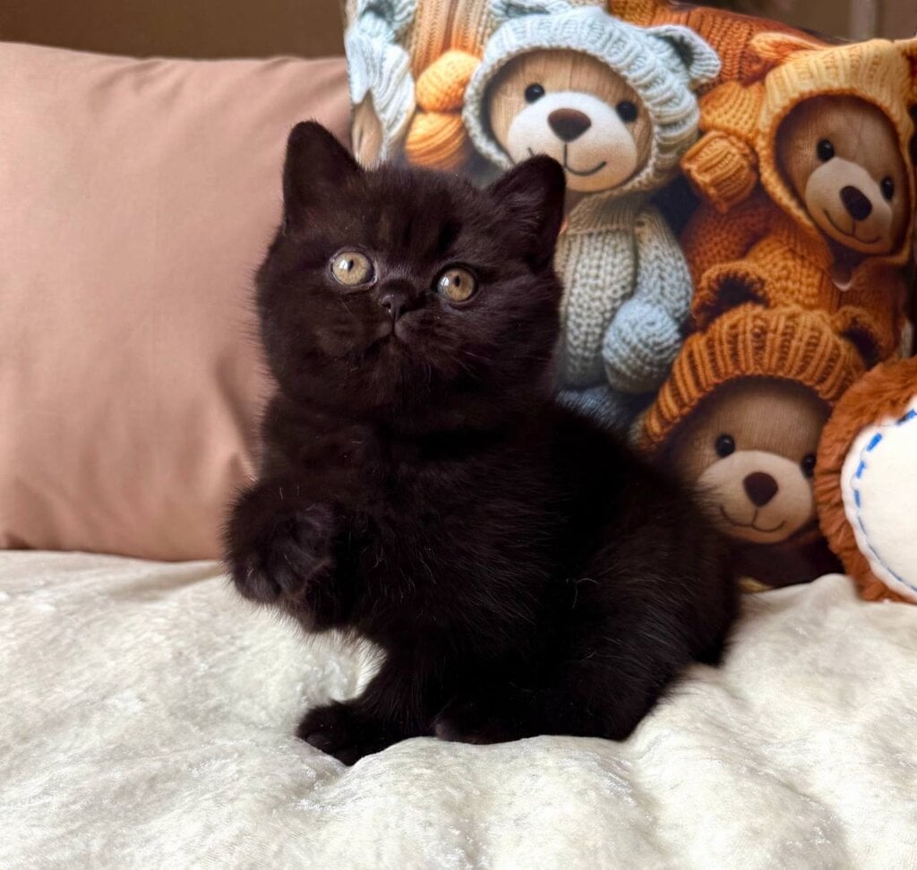 Esmanur British Shorthair Black Female (Available) 00 - photo 1
