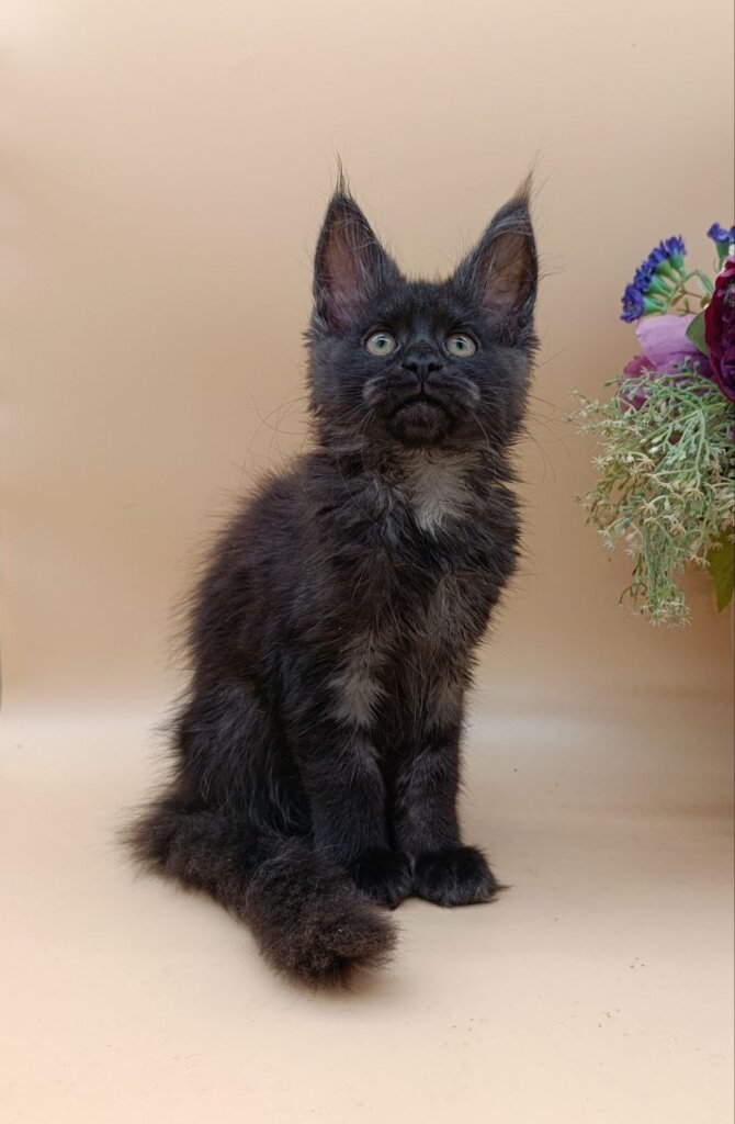 Isabelle Maine Coon Black Silver Female (Available) 00 - photo 1