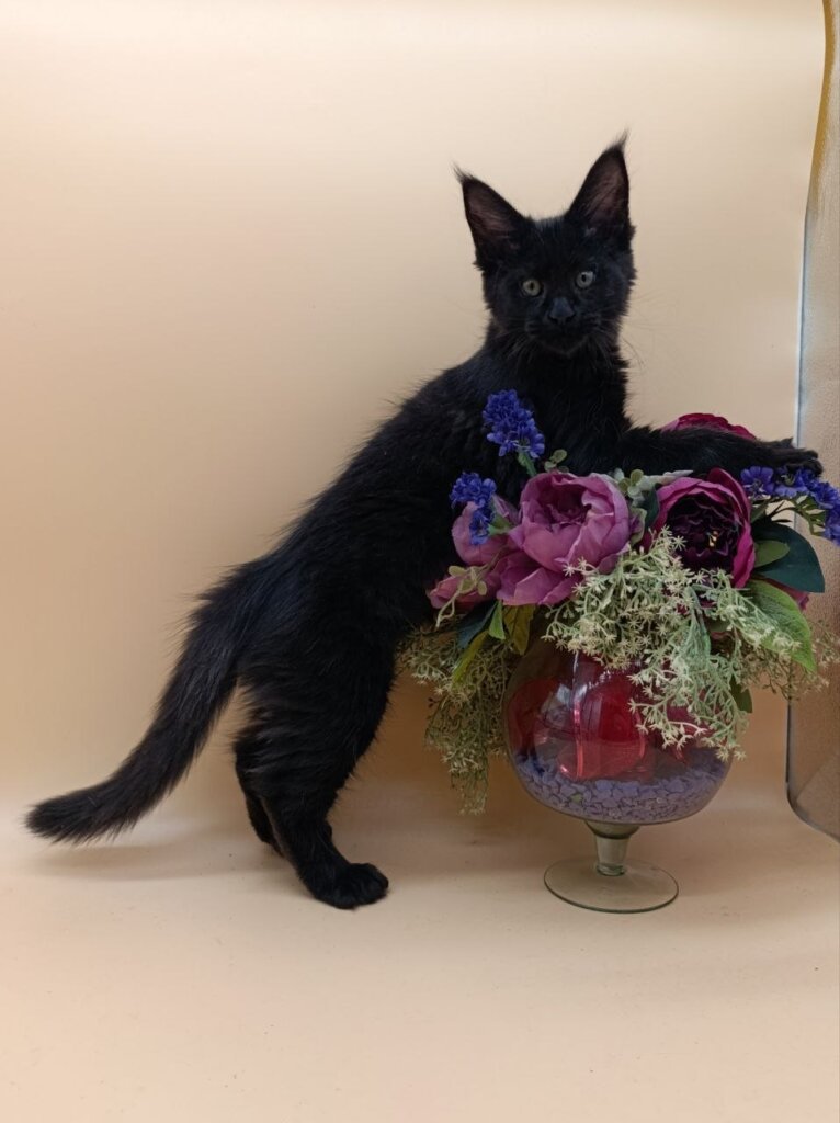 Iris Maine Coon Black Silver Female (Available) 00 - photo 1