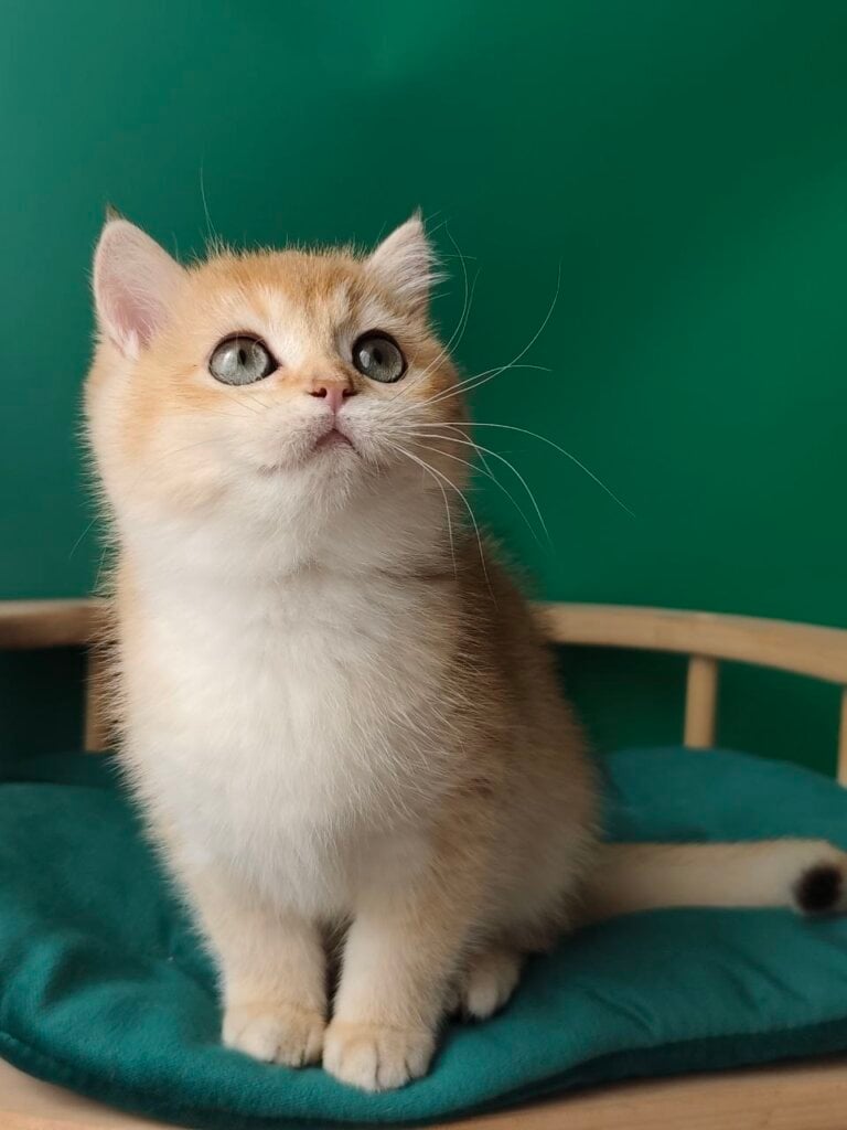 Fortune British Shorthair Black Golden Female (Available) 00 - photo 1
