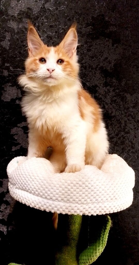 Iron Maine Coon Red Male (Available) 00 - photo 1