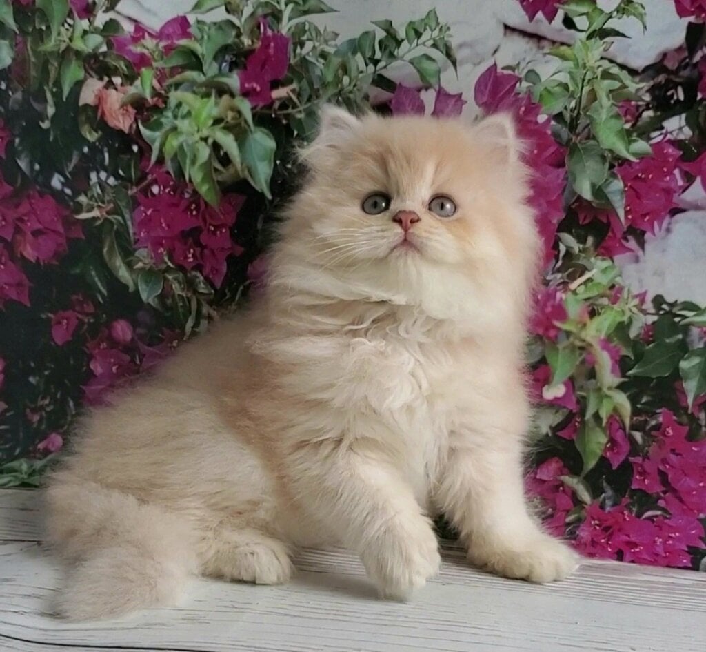 Princess British Longhair Lilac Female (Available) 00 - photo 1