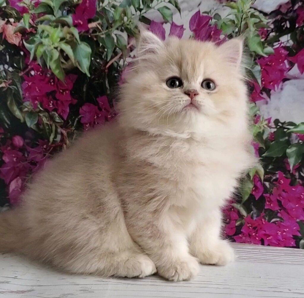 Plush British Longhair Blue Golden Male (Available) 00 - photo 1