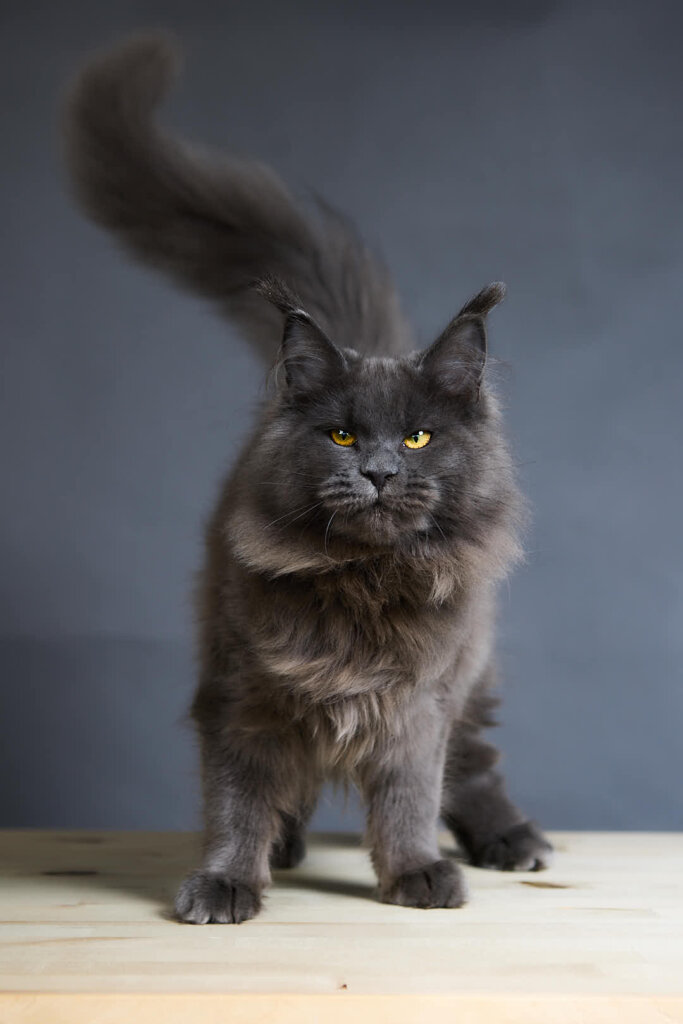 Viva Maine Coon Blue Female (Sold) 00 - photo 1