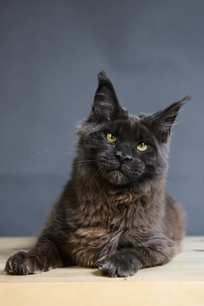Ustin Maine Coon Blue Male (Reserved) 50 - photo 1