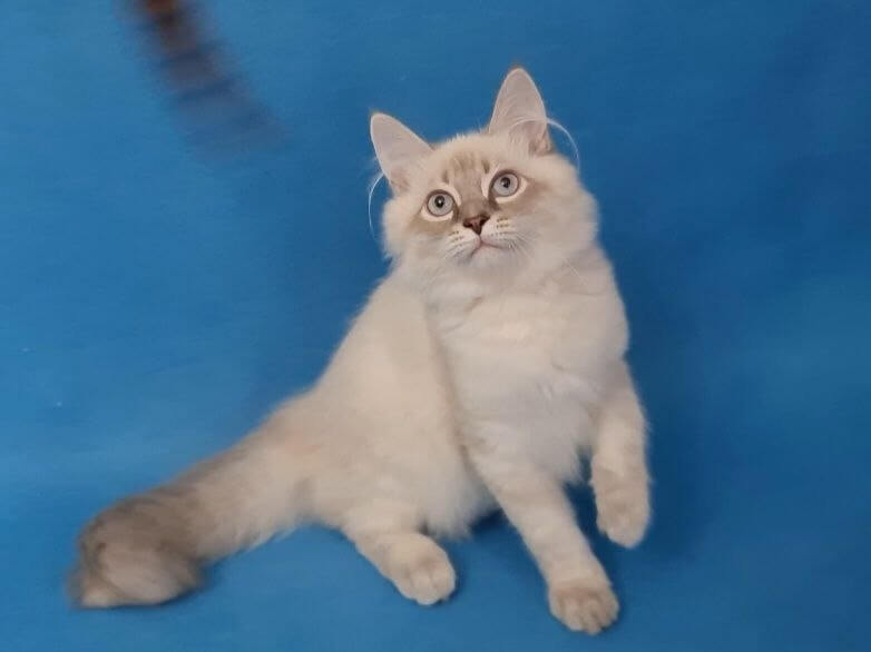 Angel Siberian Blue Lynx Male (Available) 00 - photo 1