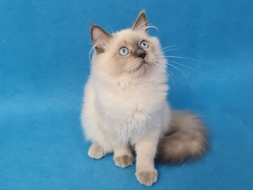 Archie Siberian Seal Male (Available) 00 - photo 1
