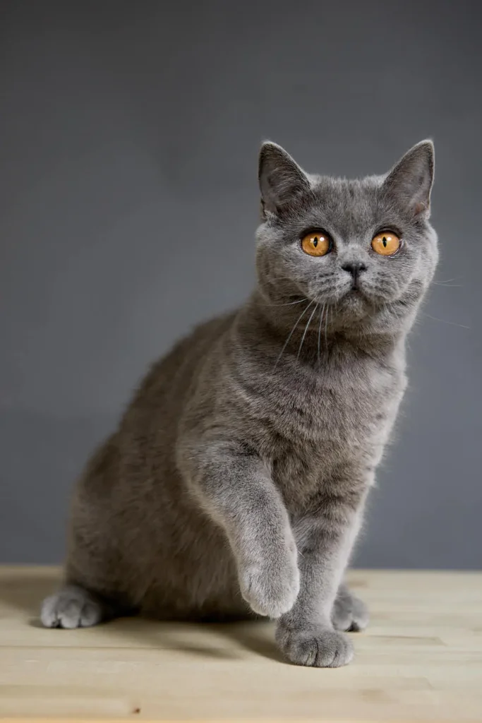 Paloma British Shorthair Blue Female (Available) 50 - photo 1