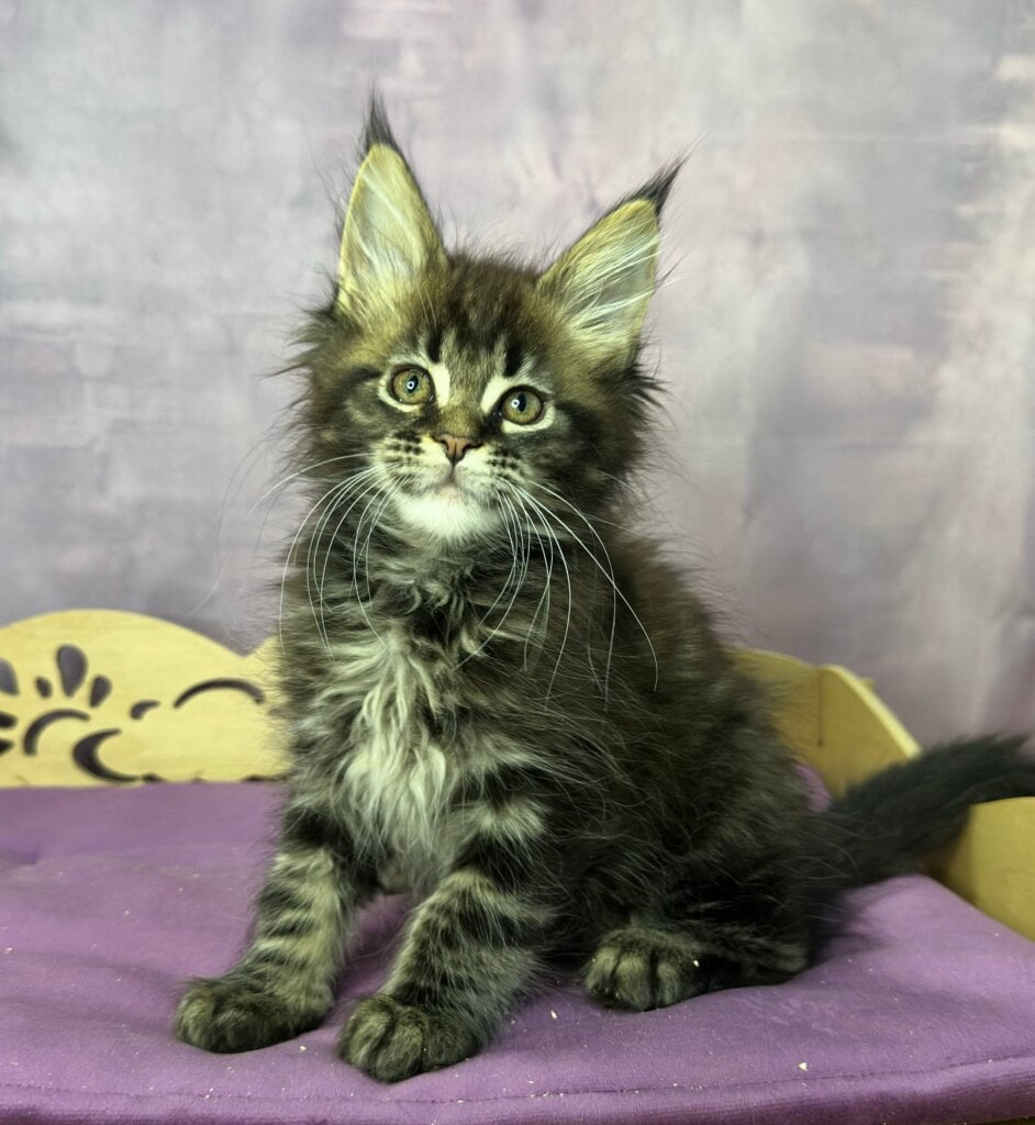 Photo 2026 03 26 20 59 49