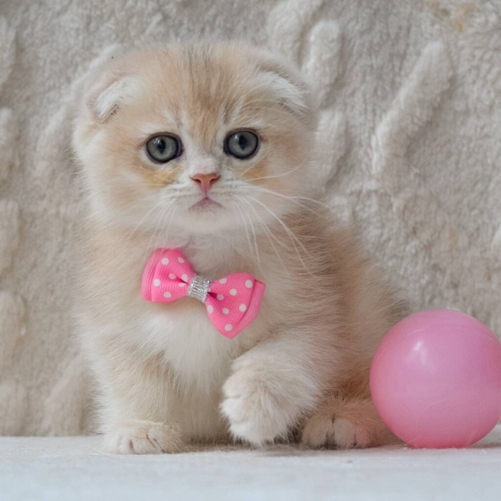 Photo 2026 04 02 17 43 30 2