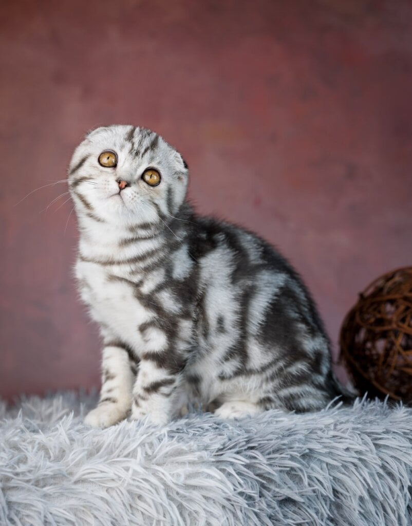 Photo 2026 04 03 21 12 11 2