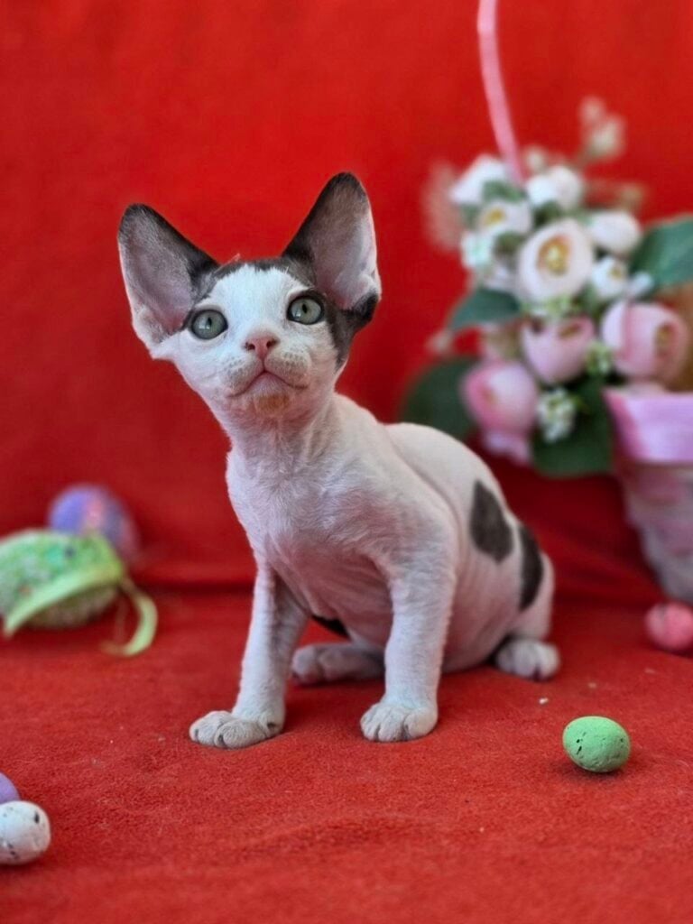 Photo 2026 04 08 00 30 35