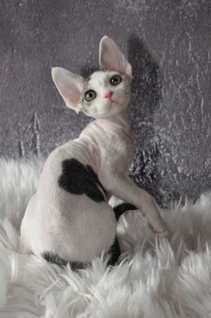 Photo 2026 04 19 15 25 10