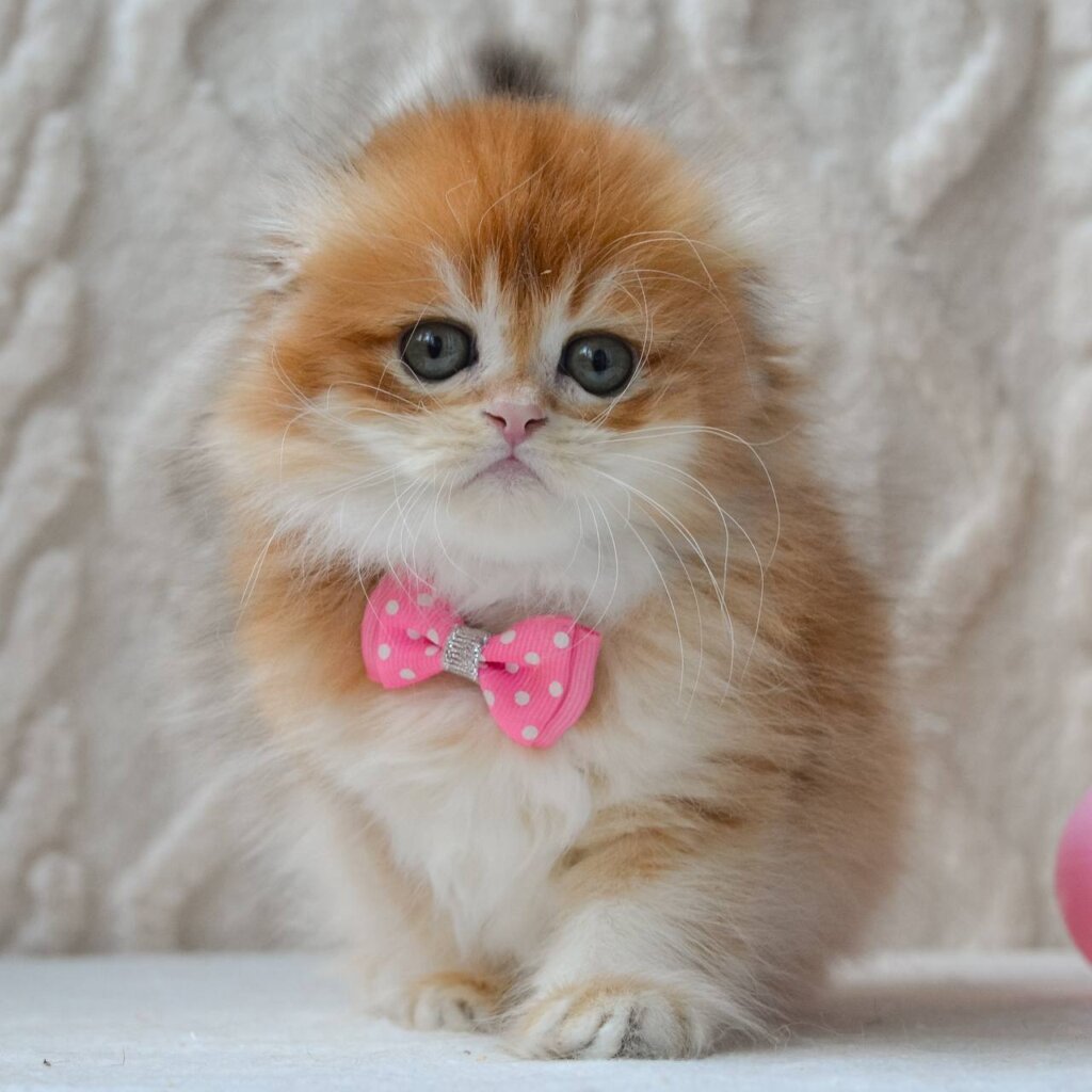 Photo 2026 04 20 20 22 03 2