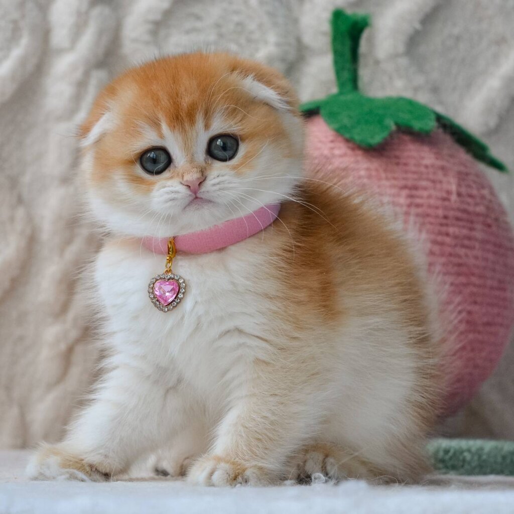 Photo 2026 04 20 20 22 50