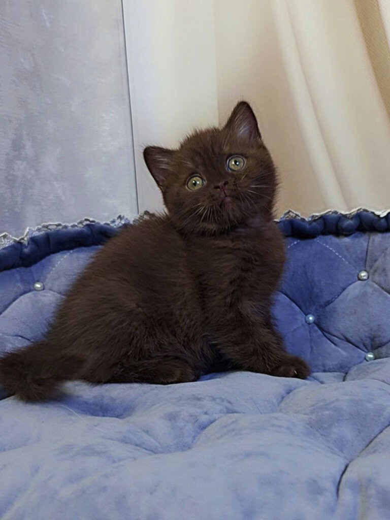 Jasper Scottish Straight Chocolate Male (Available) 00 - photo 1