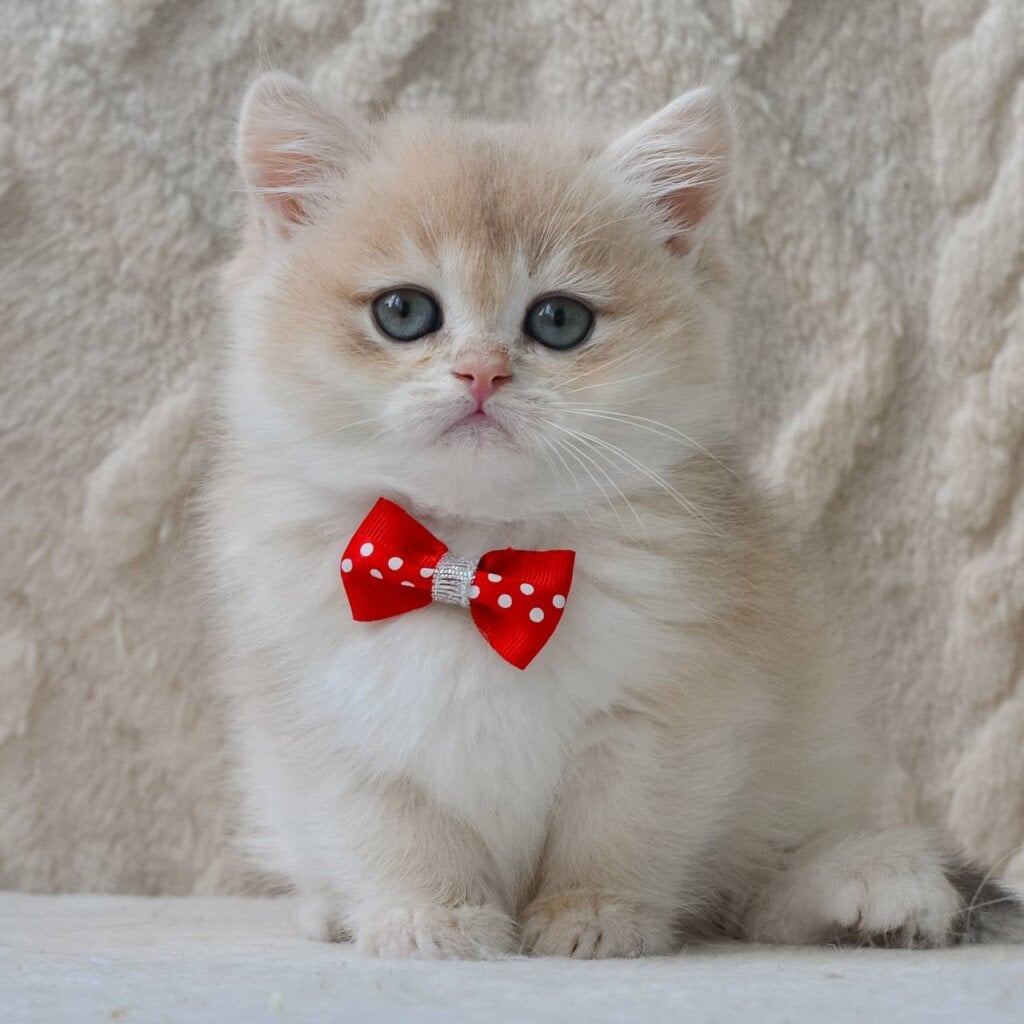 Photo 2026 04 22 20 08 12