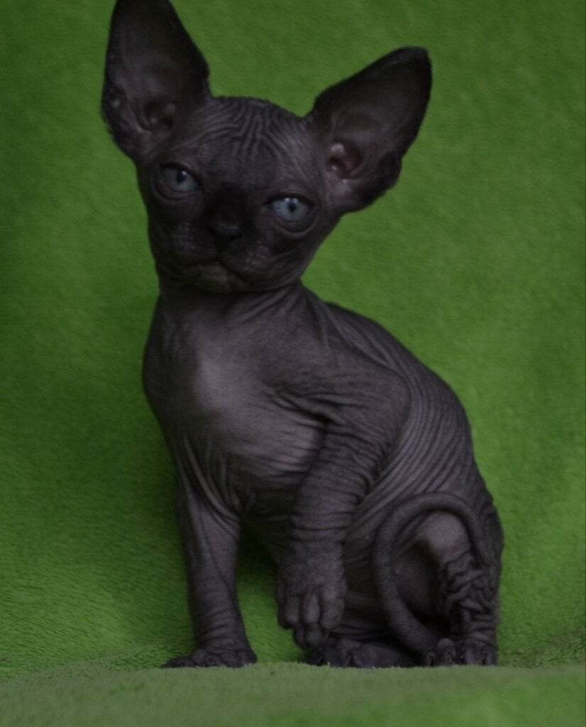 Photo 2026 04 25 00 58 11 3