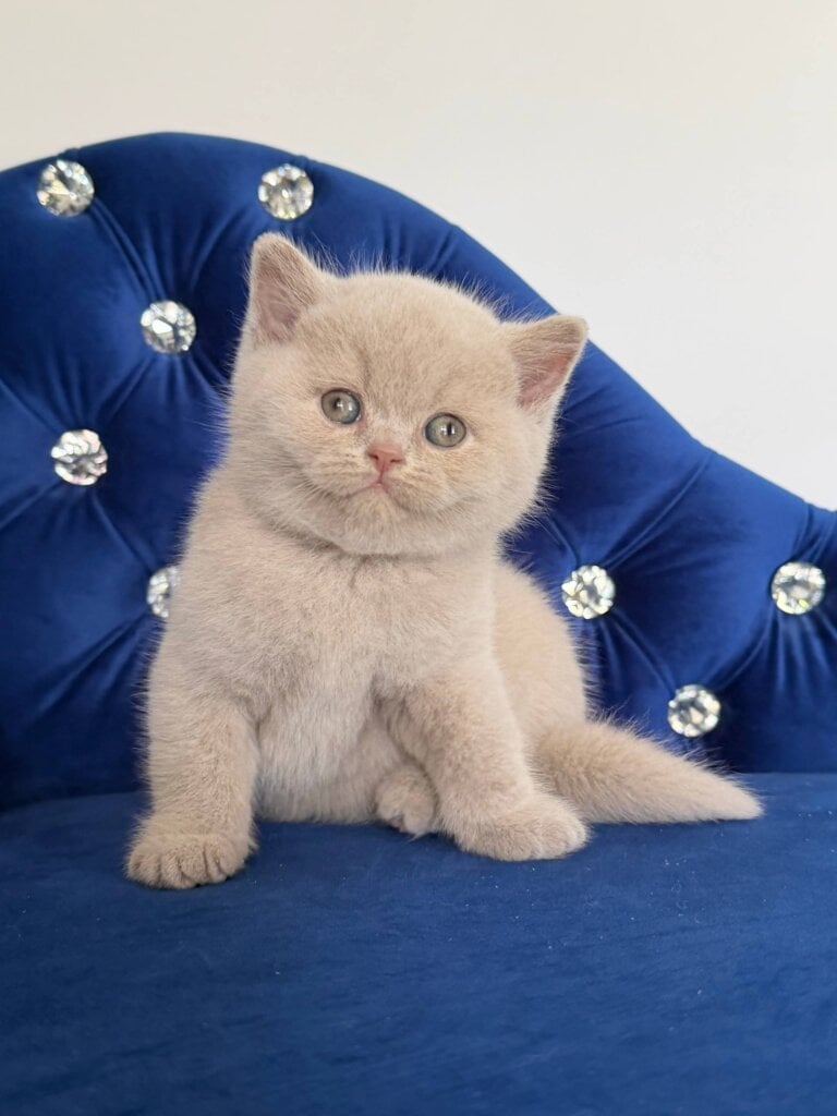 Elio British Shorthair Fawn Male (Reserved) 00 - photo 1