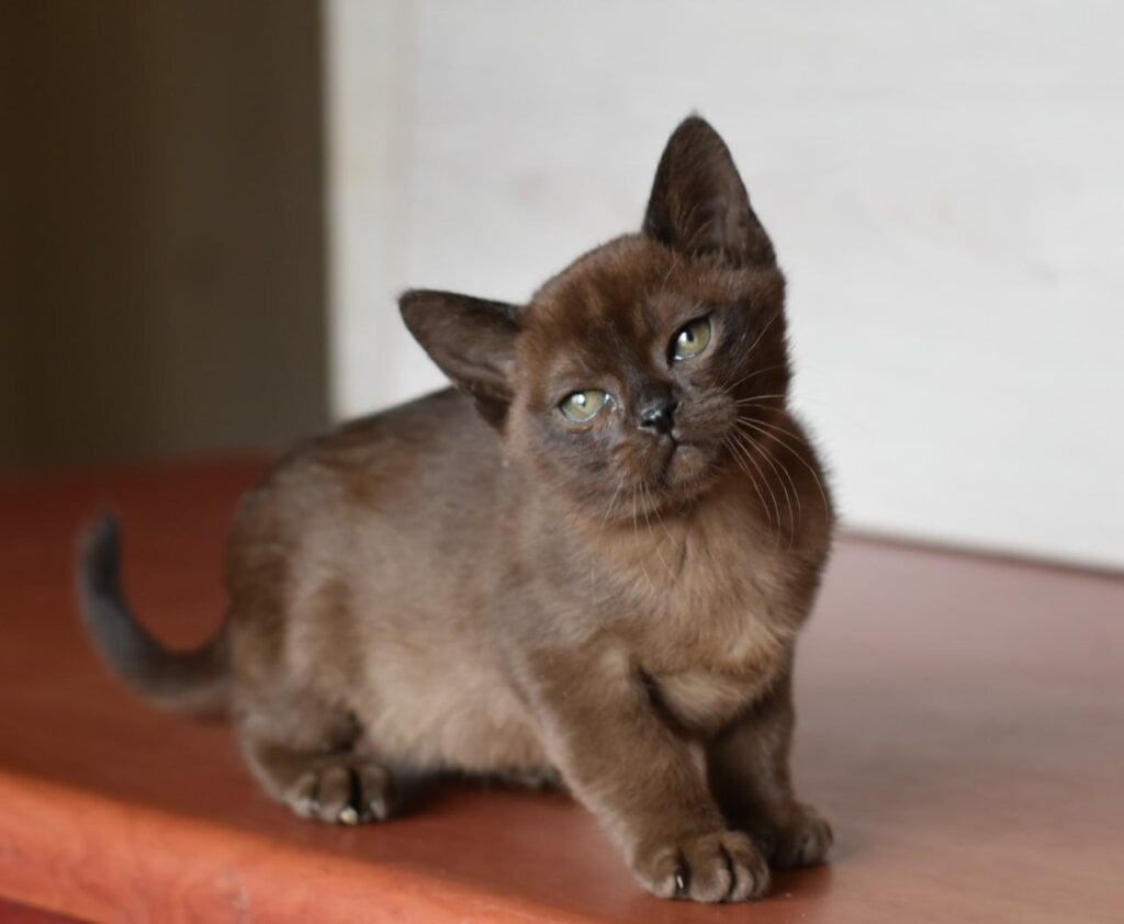 Han Solo Burmese Sable Male (Available) 00 - photo 1