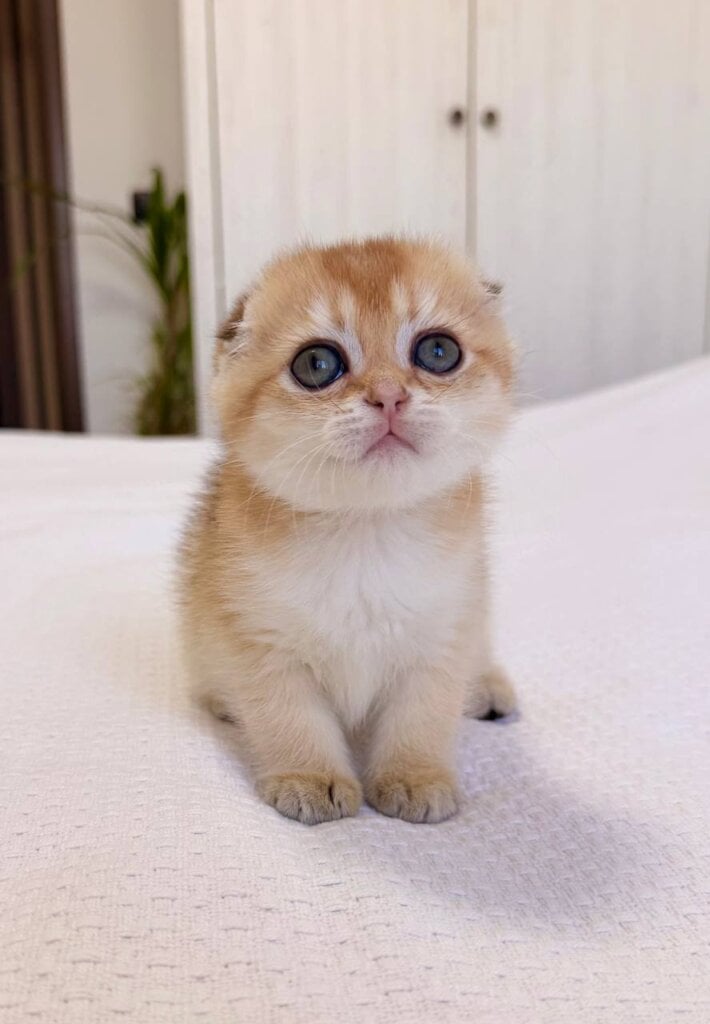 Barbara Scottish Fold Black Golden Female (Available) 00 - photo 1