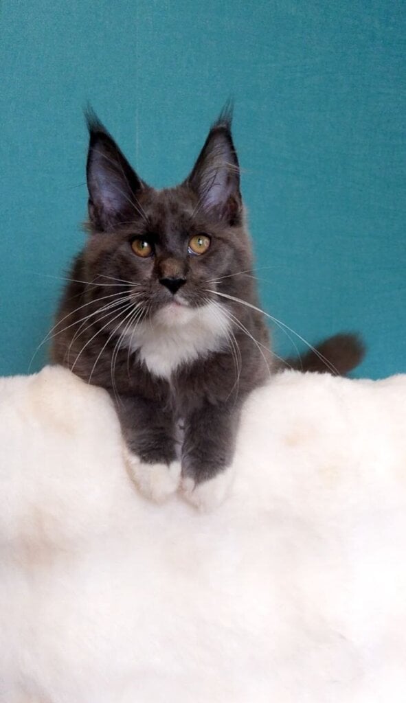Finn Maine Coon Blue Male (Available) 00 - photo 1