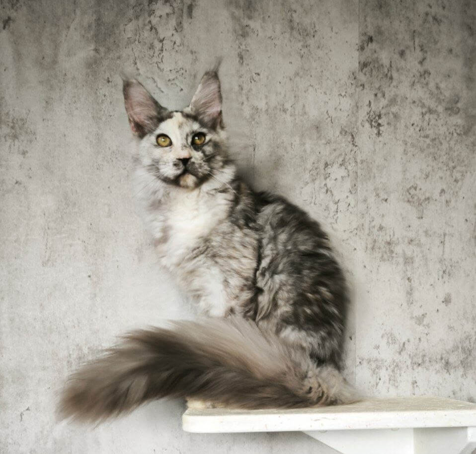Fialka Maine Coon Black Tortie Female (Available) 50 - photo 1