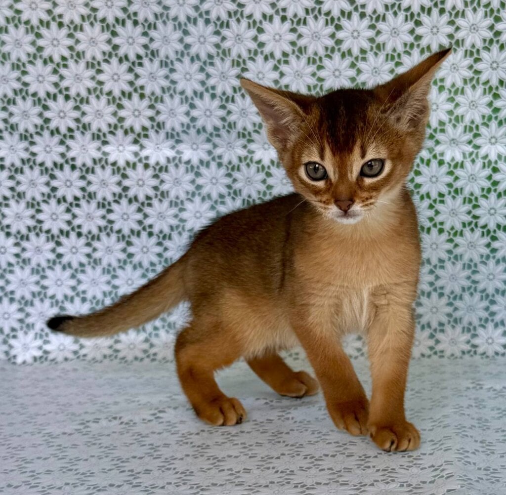 Zhaklin Abyssinian Ruddy Female (Available) 00 - photo 1
